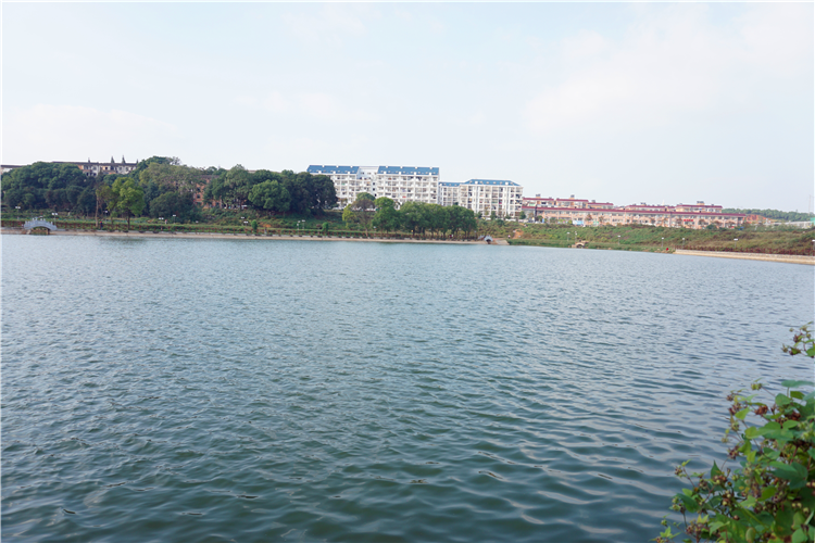 琴湖